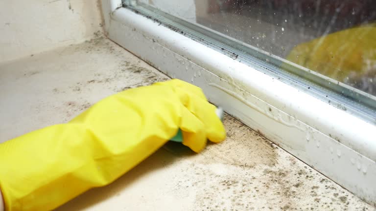 Reliable Crosbyton, TX Mold Removal Solutions